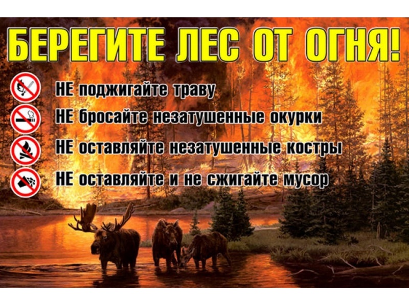 Берегите лес от огня!.